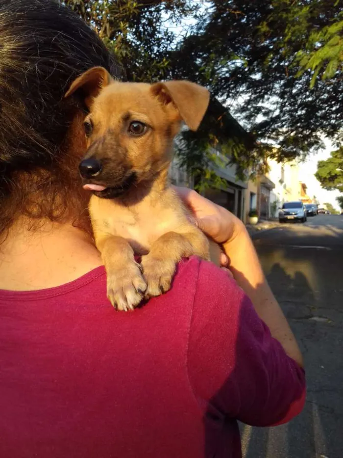 Cachorro ra a Srd idade 2 a 6 meses nome Biju