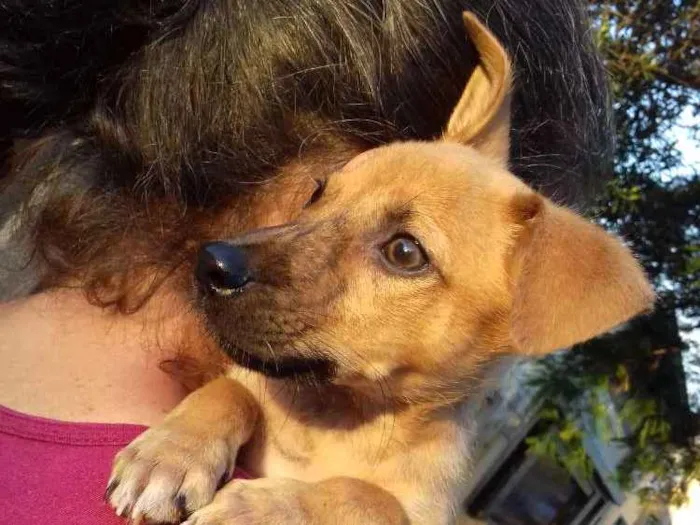 Cachorro ra a Srd idade 2 a 6 meses nome Biju