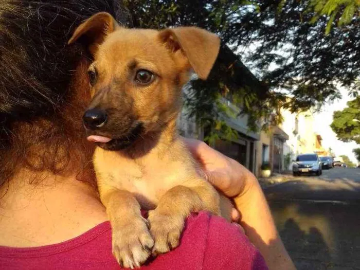 Cachorro ra a Srd idade 2 a 6 meses nome Biju