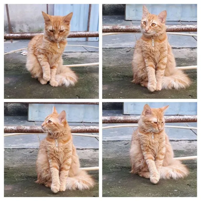Gato raça Vira Lata misturado com Angorá idade Abaixo de 2 meses nome Sem nome definido 