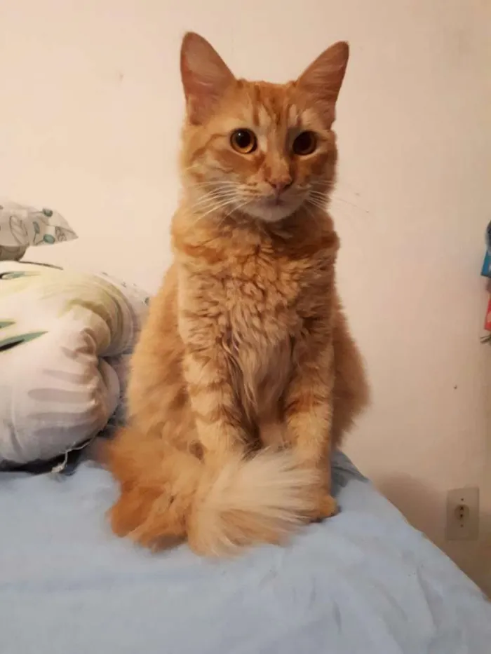 Gato raça Vira Lata misturado com Angorá idade Abaixo de 2 meses nome Sem nome definido 