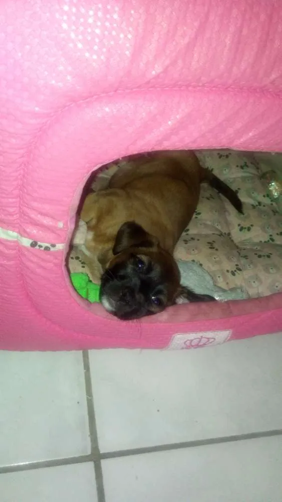 Cachorro ra a Vira-lata idade 2 a 6 meses nome Lola