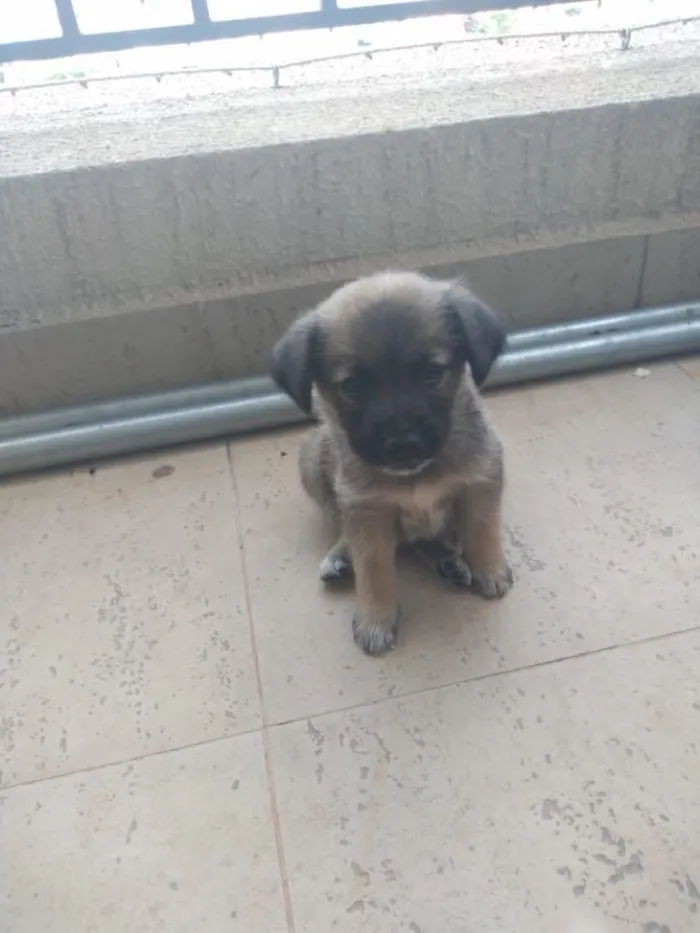 Cachorro ra a SRD idade  nome Mel