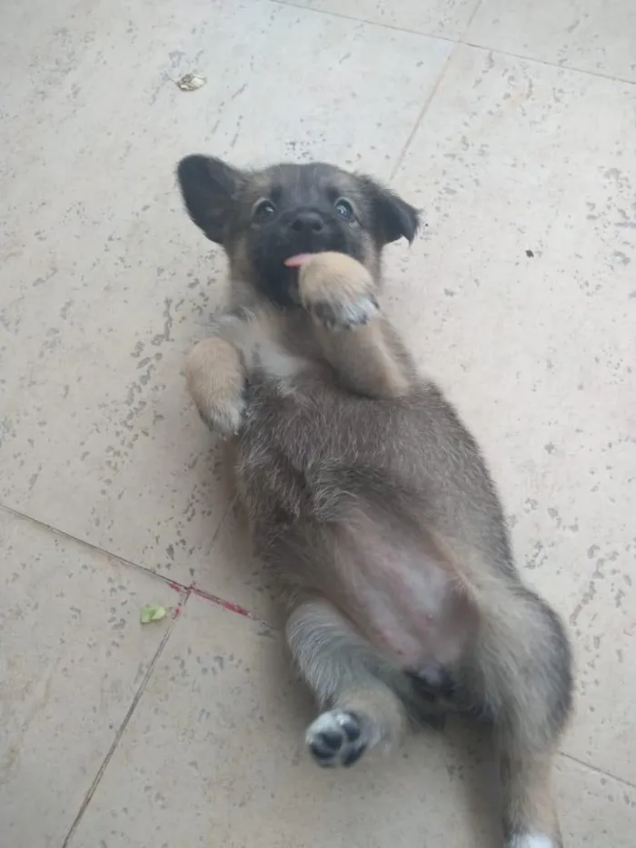 Cachorro ra a SRD idade  nome Mel