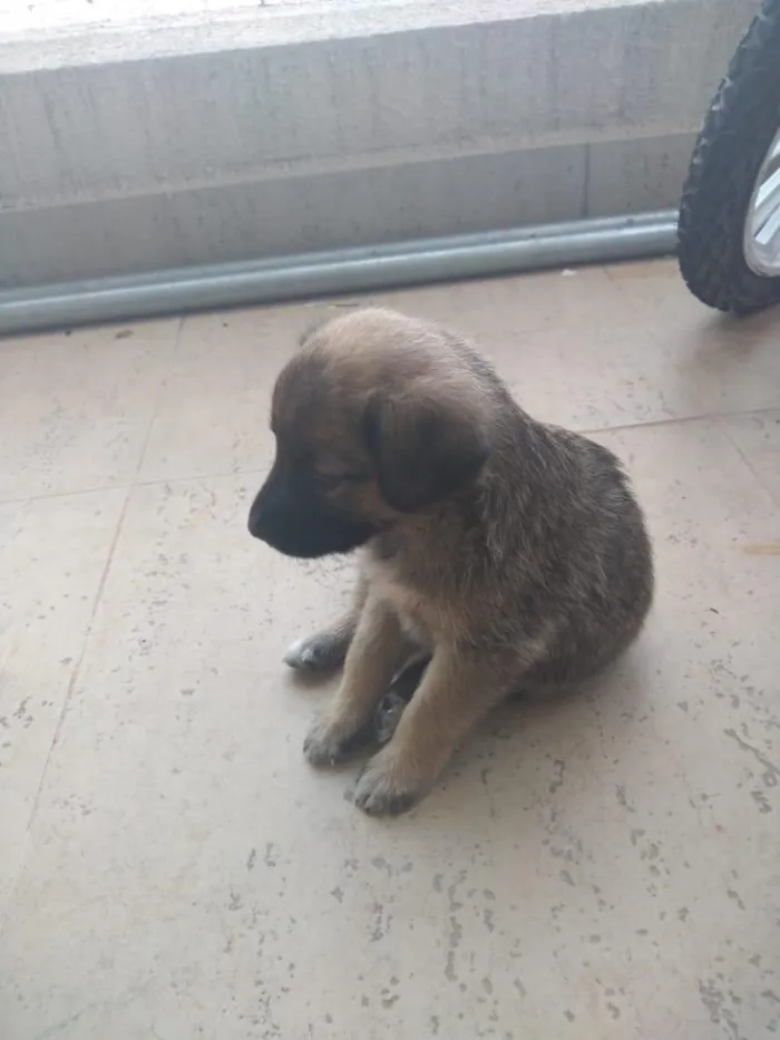 Cachorro ra a SRD idade  nome Mel