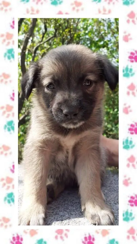 Cachorro ra a SRD idade  nome Mel