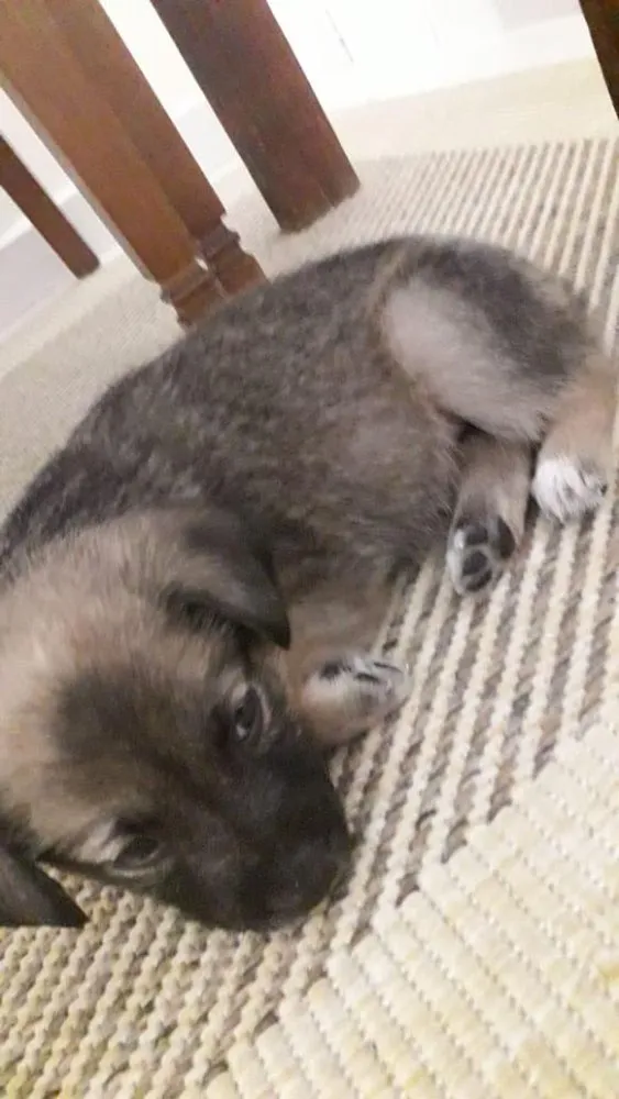 Cachorro ra a SRD idade  nome Mel