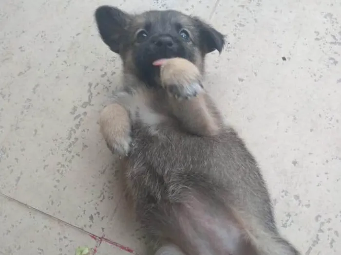 Cachorro ra a SRD idade  nome Mel