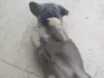 Mel