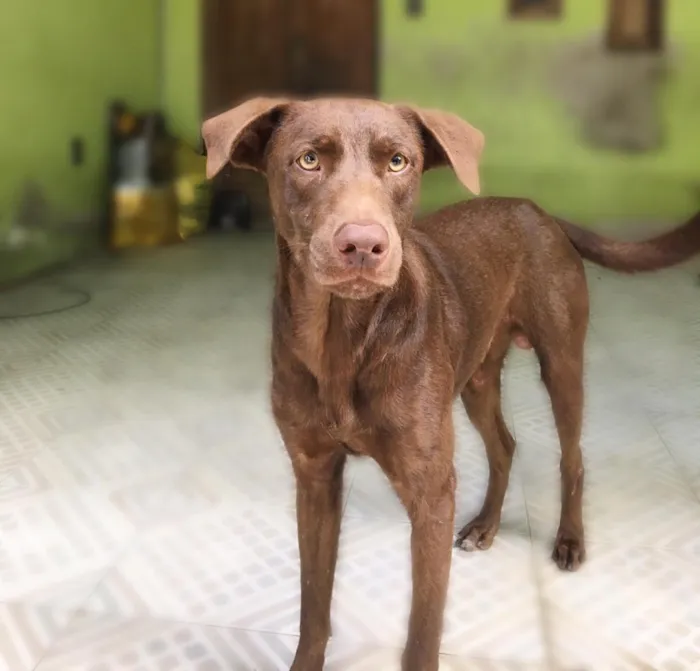 Cachorro raça Rnd idade 2 anos nome Loki