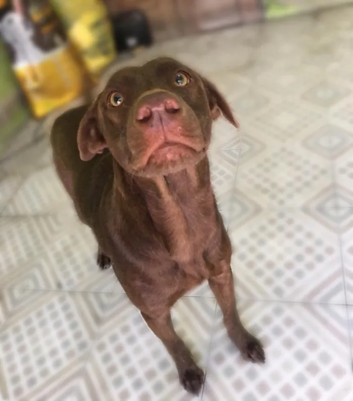 Cachorro raça Rnd idade 2 anos nome Loki