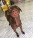 Loki