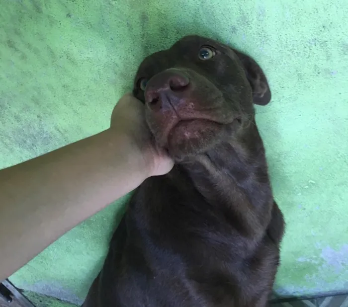 Cachorro raça Rnd idade 2 anos nome Loki