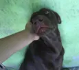 Loki