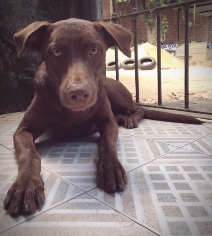 Cachorro raça Rnd idade 2 anos nome Loki