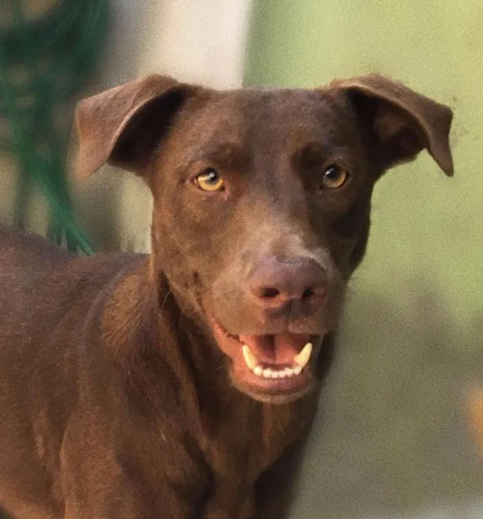 Cachorro raça Rnd idade 2 anos nome Loki