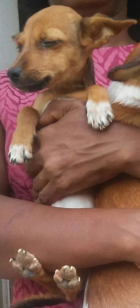 Cachorro raça SRD idade 2 a 6 meses nome Sem nome 2