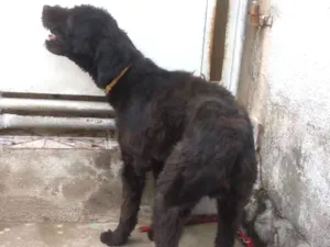 Cachorro raça poodlo idade 2 anos nome heury