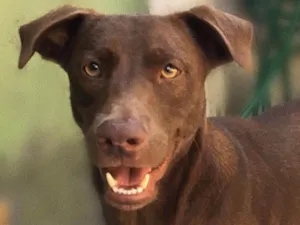 Cachorro raça Rnd idade 2 anos nome Loki