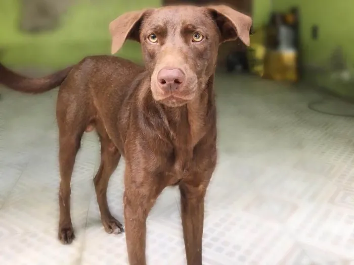 Cachorro raça Rnd idade 2 anos nome Loki