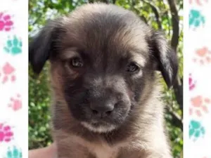 Cachorro raça SRD idade  nome Mel