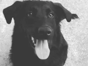 Cachorro raça SRD idade 4 anos nome Nina