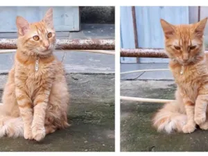 Gato raça Vira Lata misturado com Angorá idade Abaixo de 2 meses nome Sem nome definido 