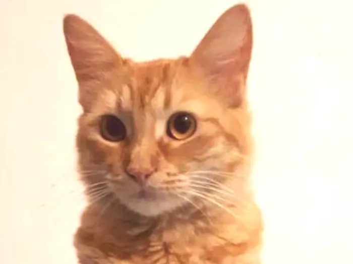 Gato raça Vira Lata misturado com Angorá idade Abaixo de 2 meses nome Sem nome definido 