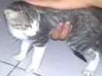 Simba