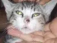 Simba