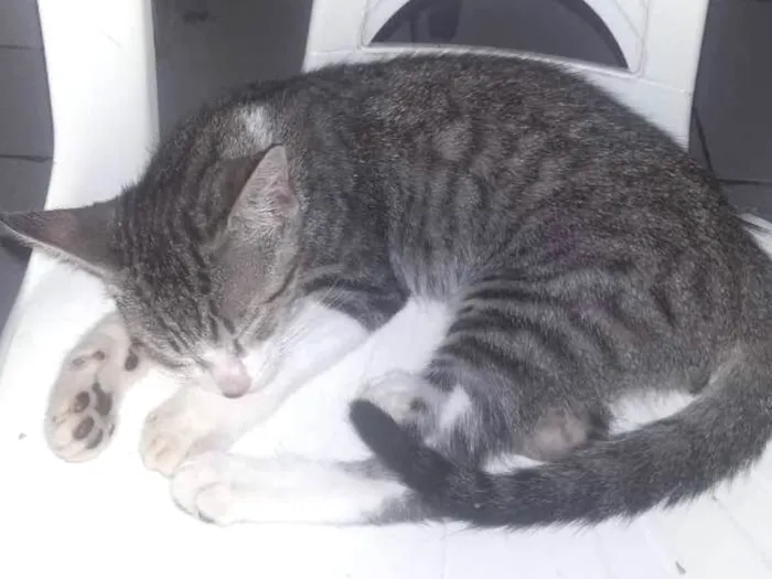 Gato ra a  idade 2 a 6 meses nome Simba