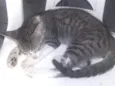 Simba