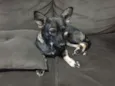 Nina