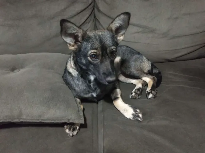Cachorro ra a Srd idade 1 ano nome Nina