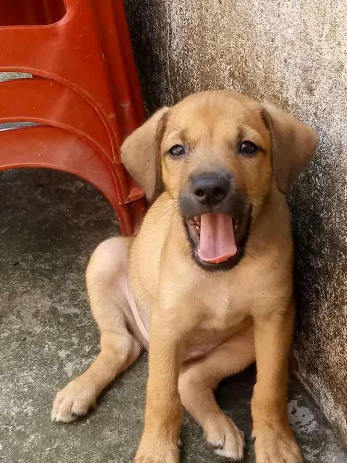 Cachorro raça  idade 2 a 6 meses nome Malon