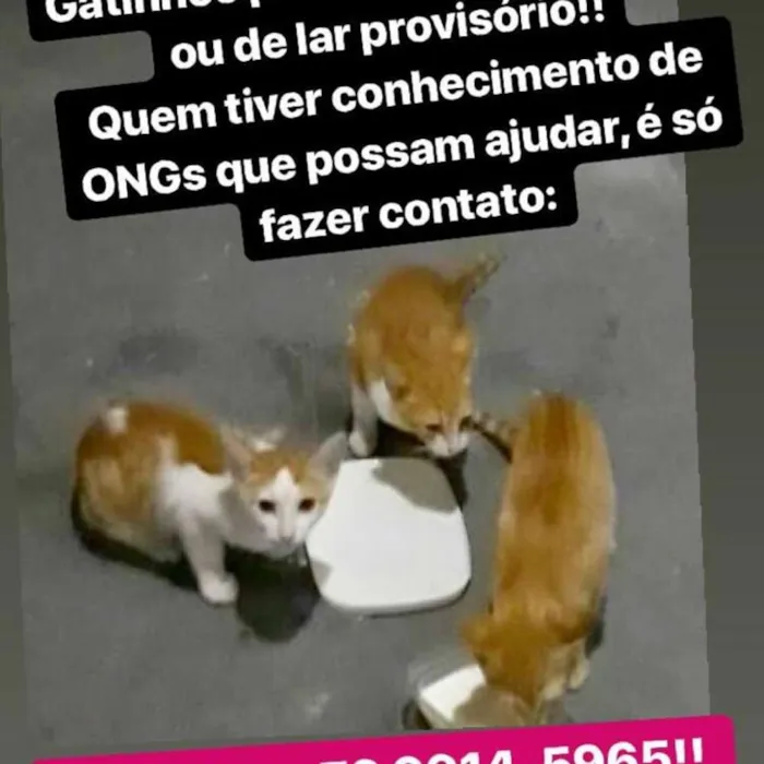 Gato raça Srd idade 2 a 6 meses nome Sem nome