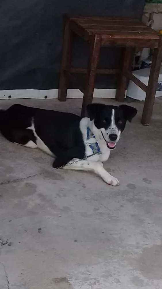 Cachorro raça Srd idade 2 a 6 meses nome Sem nome