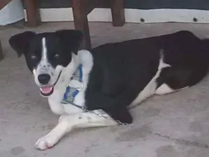 Cachorro raça Srd idade 2 a 6 meses nome Sem nome