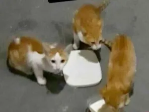Gato raça Srd idade 2 a 6 meses nome Sem nome
