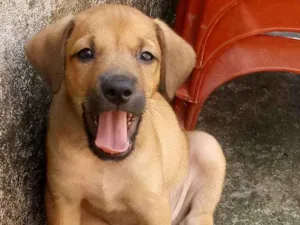 Cachorro raça  idade 2 a 6 meses nome Malon