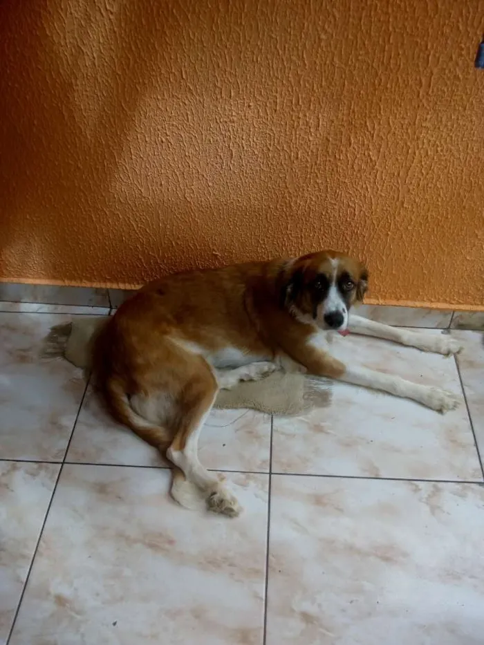 Cachorro ra a SRD idade 2 anos nome Meg