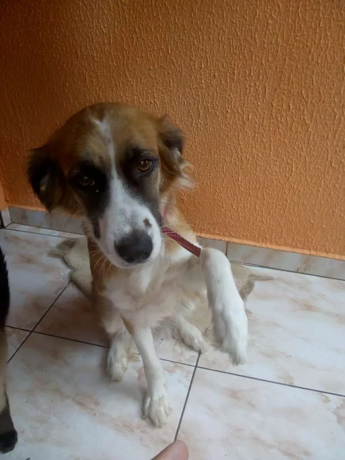 Cachorro ra a SRD idade 2 anos nome Meg