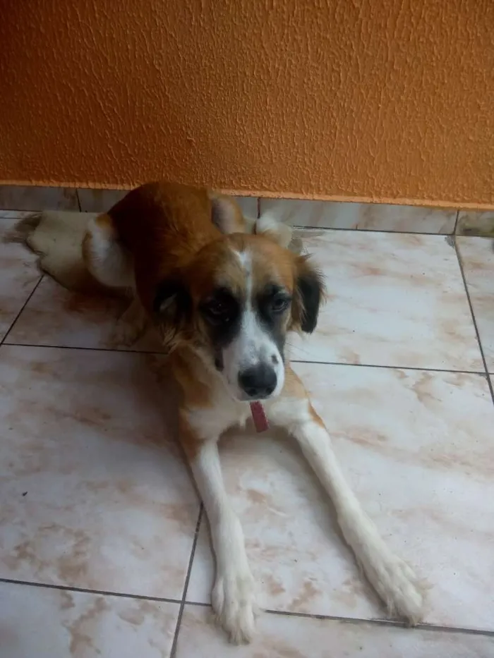 Cachorro ra a SRD idade 2 anos nome Meg