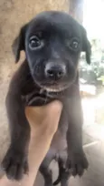 Filhotinhos