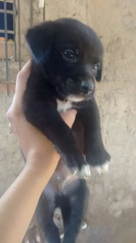 Cachorro raça SRD peludo idade 2 a 6 meses nome Tobi