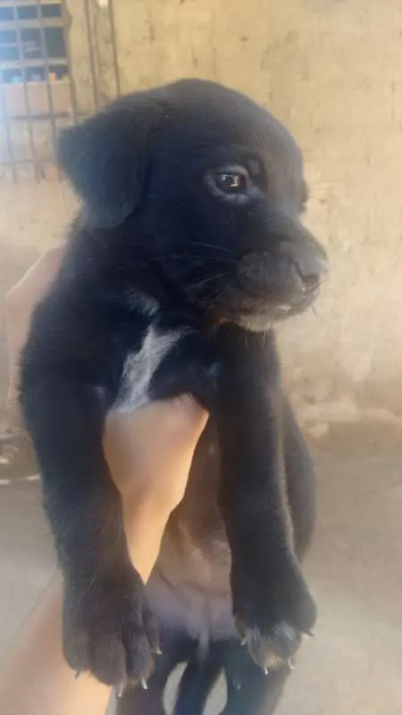 Cachorro raça vira lata peluda idade 2 a 6 meses nome Nina