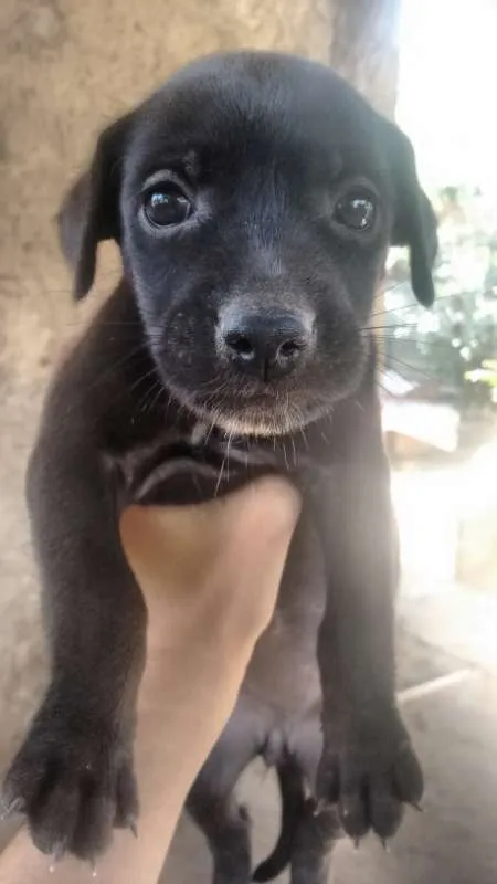 Cachorro raça vira lata idade 2 a 6 meses nome Luna