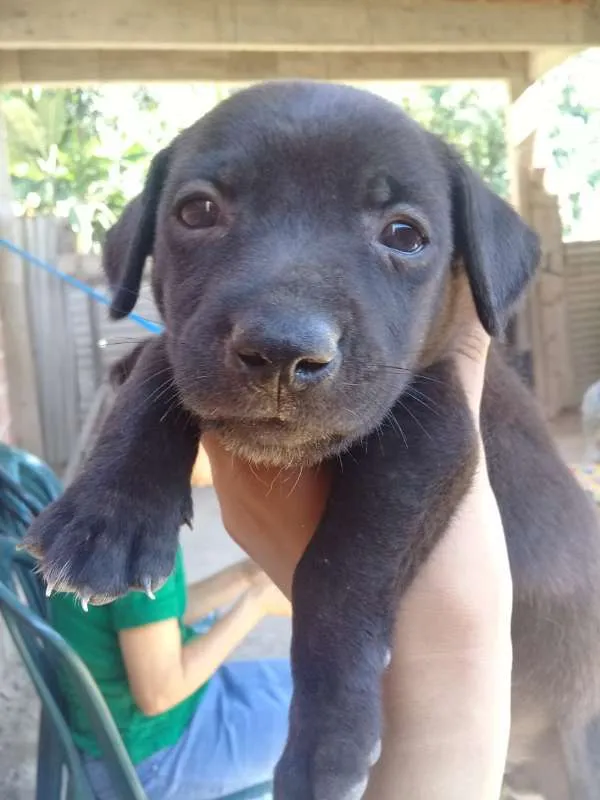 Cachorro raça vira lata idade 2 a 6 meses nome Ross
