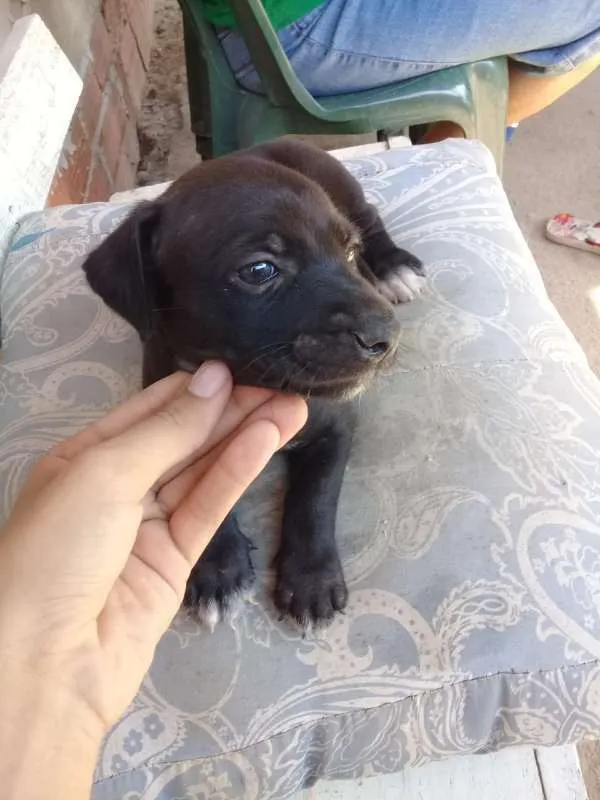 Cachorro raça Vira lata idade 2 a 6 meses nome Luísa