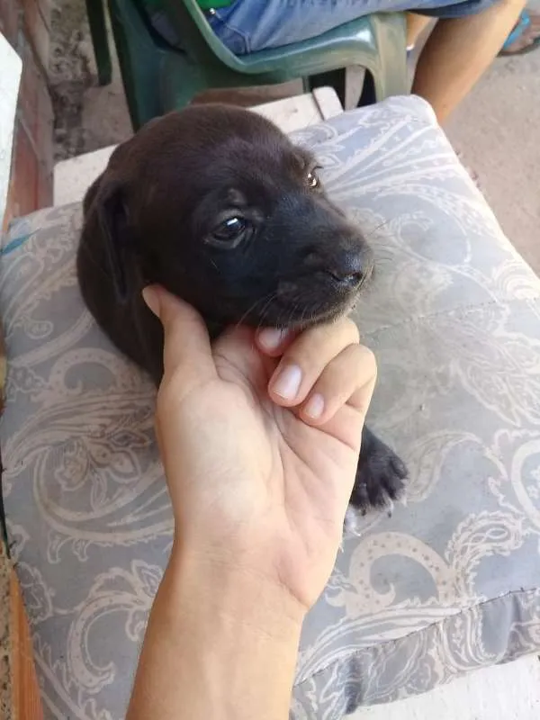 Cachorro raça Vira lata idade 2 a 6 meses nome Stark